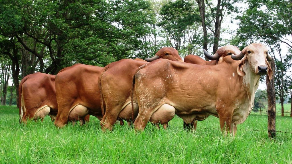 Kamdhenu Dairy Farmer Association Image